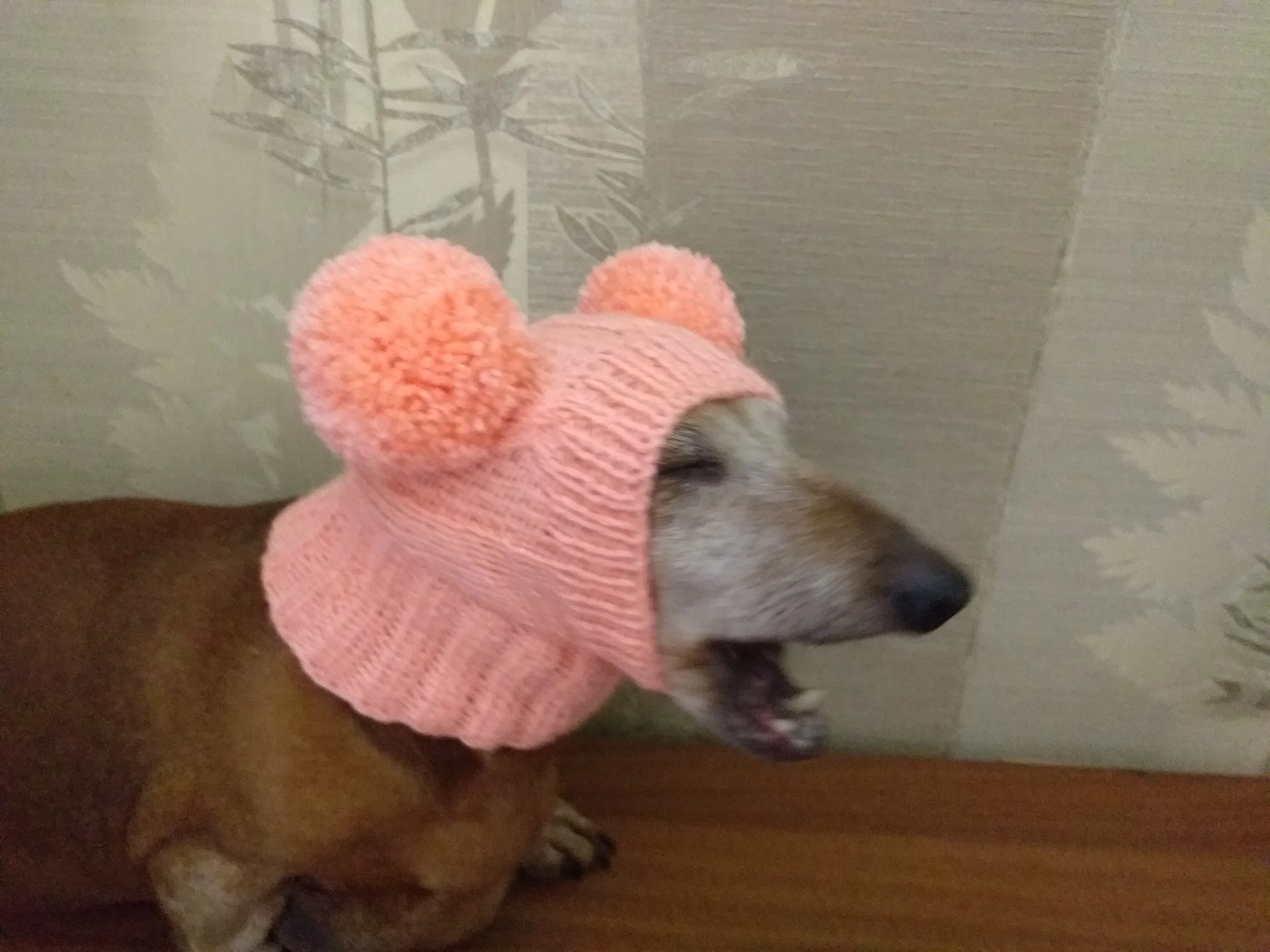 Dachshund clothes pink two pom pom hat, dog pom pom hat, clothes pom pom hat for small dogs